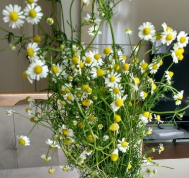 A camomila, planta escolhida para a primeira série de vídeos, é originária da Alemanha. Foto: Divulgação