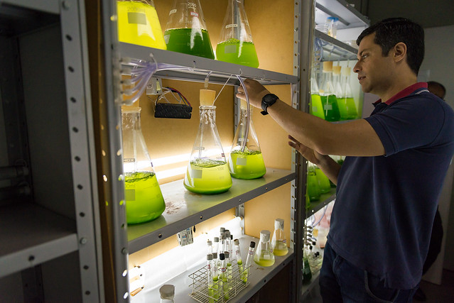Pesquisadores da UFPR já demonstraram aplicação de microalgas em diferentes estudos, como alimentos funcionais, medicamentos e conversão de lixo em energia. Foto: Marcos Solivan/Sucom-UFPR