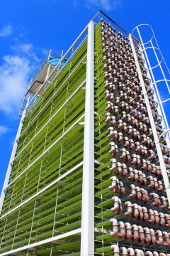 Produção de microalgas na UFPR é feita tubos transparentes de 3,5 quilômetros cada arranjados em uma estrutura, no Centro Politécnico. Foto: Divulgação